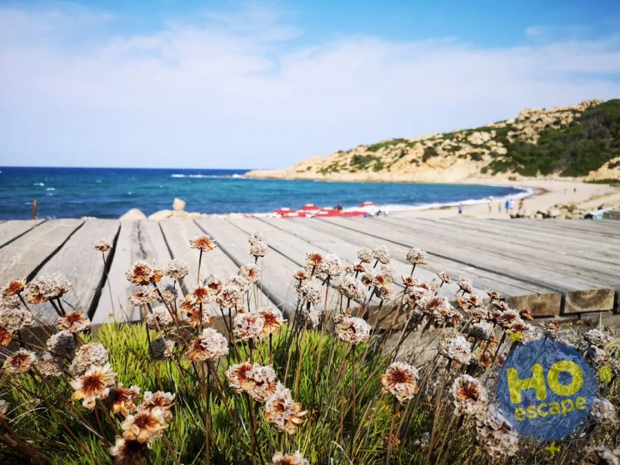 Passerella in legno verso la spiaggia con fiori selvatici e mare cristallino